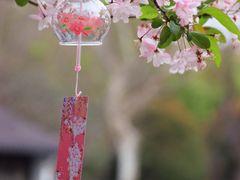 -莫愁湖公园