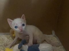 -瑞鹏宠物医院·骨科·猫科·内科(第一中心)