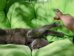 -喵屿·大理花园猫咖