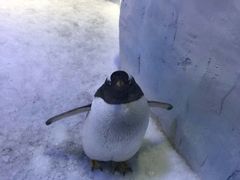 -芜湖新华联大白鲸海洋公园