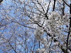 -高东镇樱花园