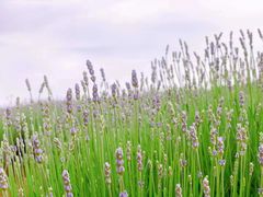 -大塘金香草谷