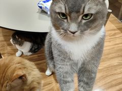 -MOCHA明星猫咖(田子坊店)