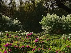 -洛阳市隋唐城遗址植物园