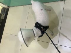 -米苏动物医院·犬猫专科·骨科外科内窥镜
