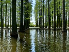 -渌洋湖湿地公园