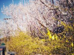 -大兴滨河森林公园