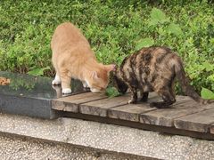 -上海吴淞炮台湾国家湿地公园