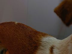 -佐罗家宠物馆·猫文化馆(紫霞路店)