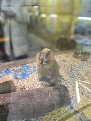 -神奇动物撸宠馆·羊驼·小浣熊·异宠(豫园店)