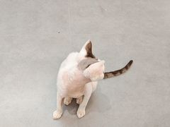 -琪喵猫屋·撸猫猫咖·猫舍