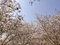 -苏州上方山国家森林公园