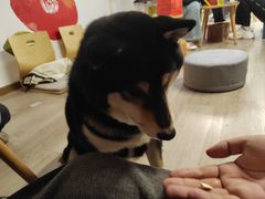 -柴迷FANS CLUB·柴犬狗咖·猫咖