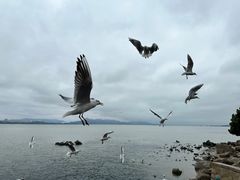 -深圳湾公园(南山区)