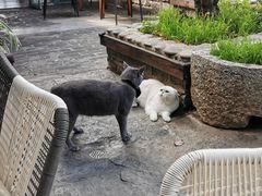 -喵屿·大理花园猫咖