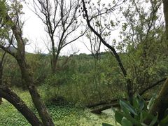 -西湖风景区-江洋畈生态公园
