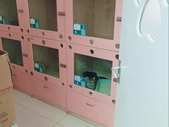 -全心全意连锁动物医院·微创中心·内科急重症·心脏专科(丰管路店)