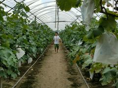 -马陆小张葡萄园农家乐