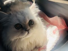 -爱妮康宠物医院·干细胞免疫细胞·肿瘤·心脏(张江店)