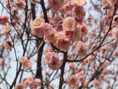 -无锡梅园公园