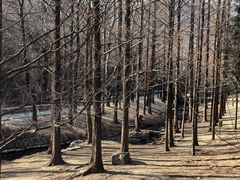 -白水寺森林公园