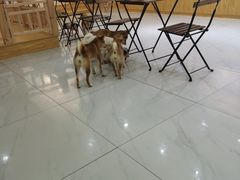 -柴源莊·柴小宠柴犬咖啡