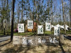 -合肥滨湖国家森林公园