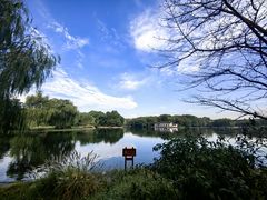 -上海共青森林公园