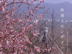 -香雪海