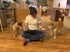 -柴务处·柴犬主题狗咖