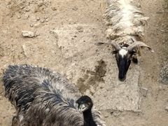 -泉州海丝野生动物世界