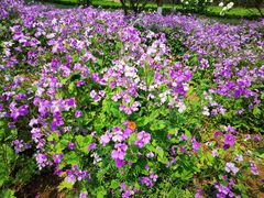 -杭州湾海上花田景区