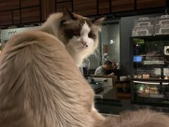 -咖法森林·咖啡  酒吧(天河店)