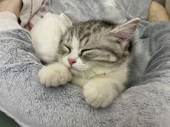 -lincat·猫舍(广州店)
