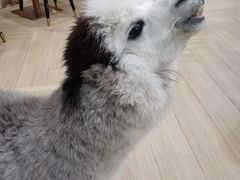 -安格丽娜·狗咖·猫咖羊驼咖(春熙路百盛商场店)