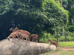 -深圳野生动物园