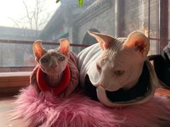 -纳吉亚猫专科动物医院博雅分院