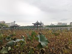 -莲花池公园
