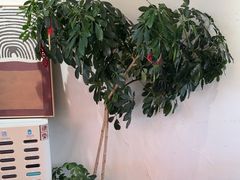 -像素研食The pixlab (皮市街店)