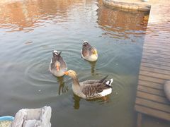 -北京市海淀外国语实验学校