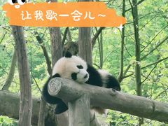 -都江堰中华大熊猫苑