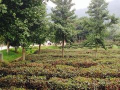 iphone_upload_pic-旺山景区