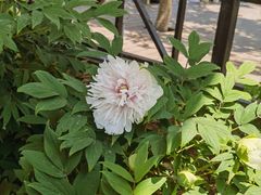 -洛阳市隋唐城遗址植物园