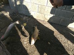 -钰田大院·碳烤虹鳟鱼·怀柔地道农家菜(雁栖湖店)