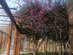 -南汇桃花村