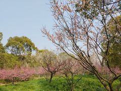 -上海海湾国家森林公园