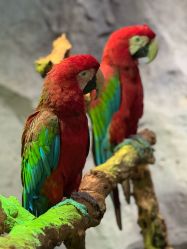 -Zoolung Zoolung动物主题公园(海信广场店)