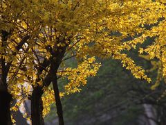 -辽宁大学(崇山校区)