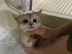 -猫大福·Fortune Cat猫舍(百子湾店)