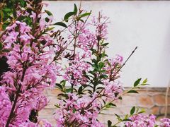-国家植物园